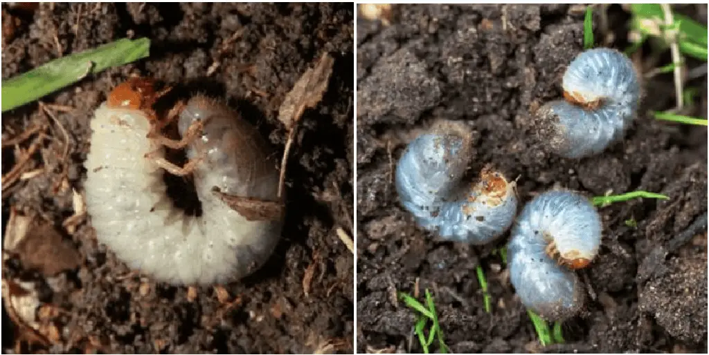 Grub worms on soil