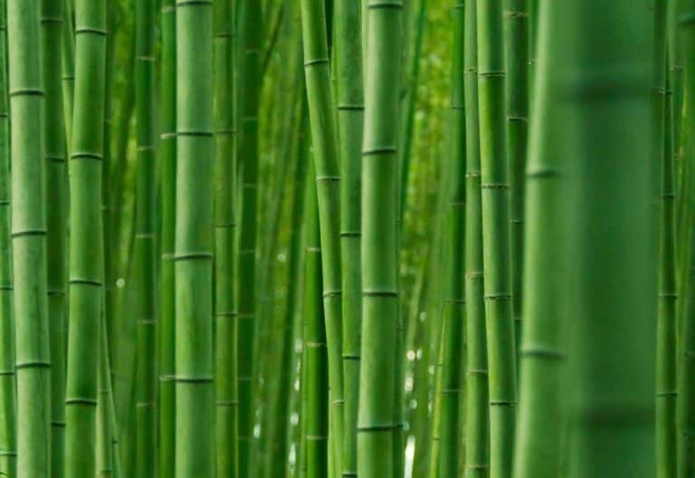 How To Grow And Care For Bamboo