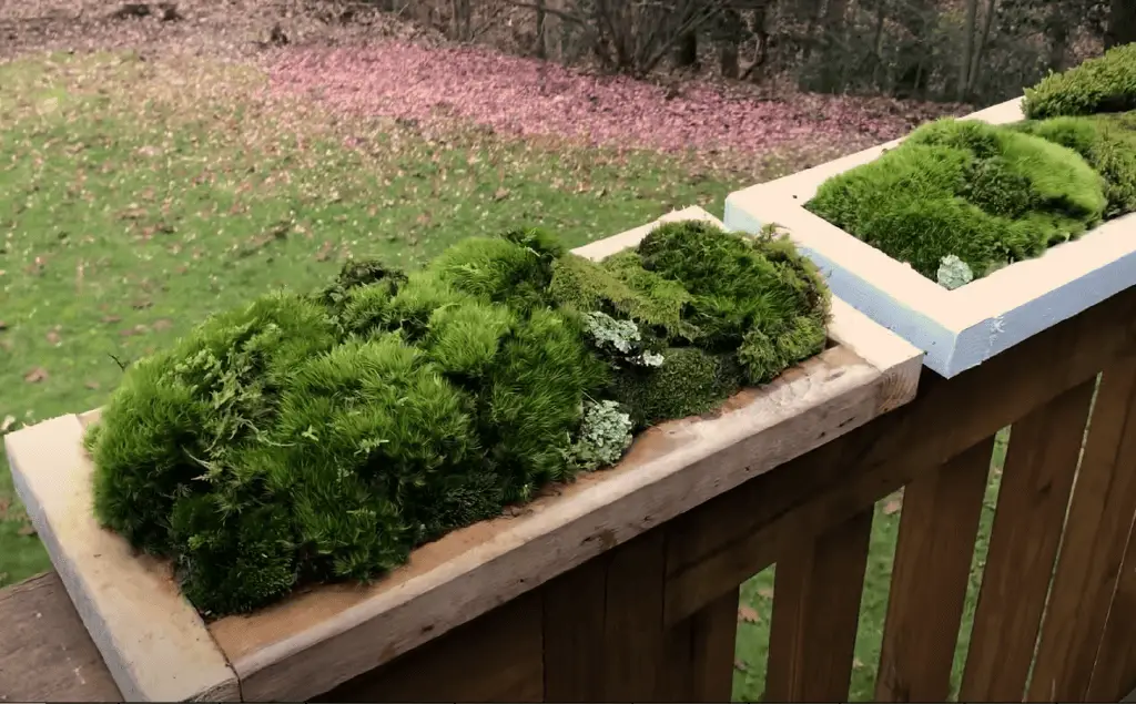 How To Grow Indoor Live Moss Garden 