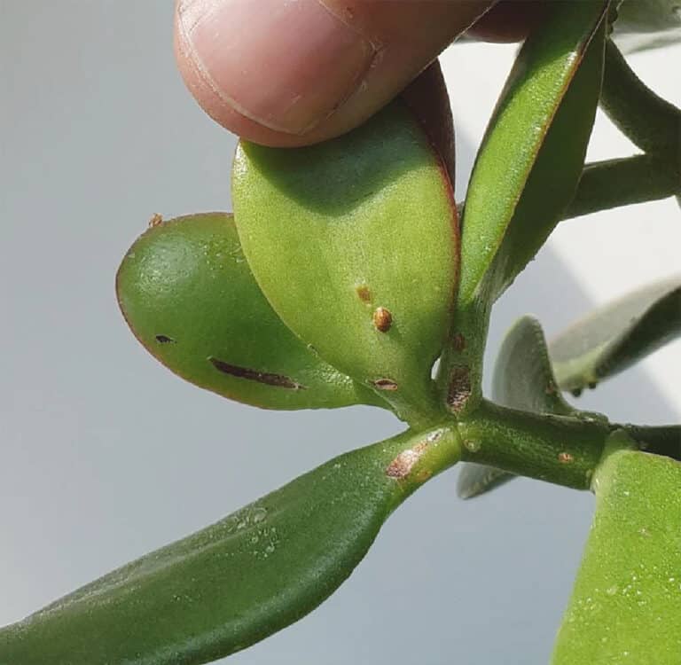 How to care scale insect jade plants