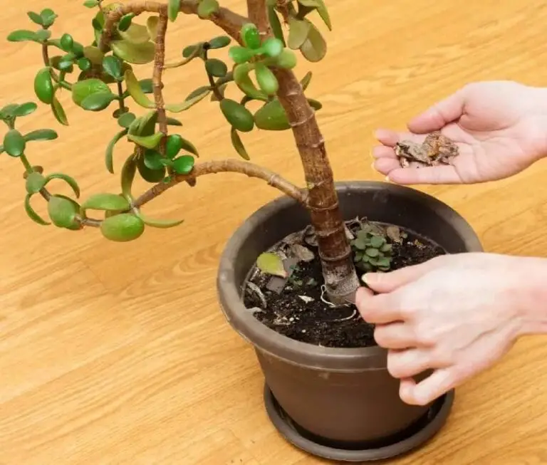 Jade Plant Dropping Leaves