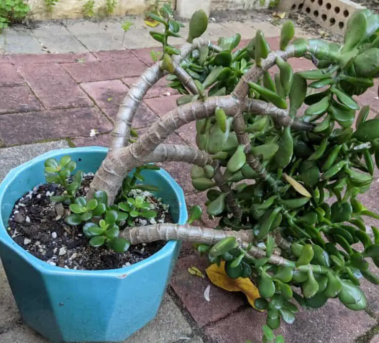 Jade Plant Falling Over