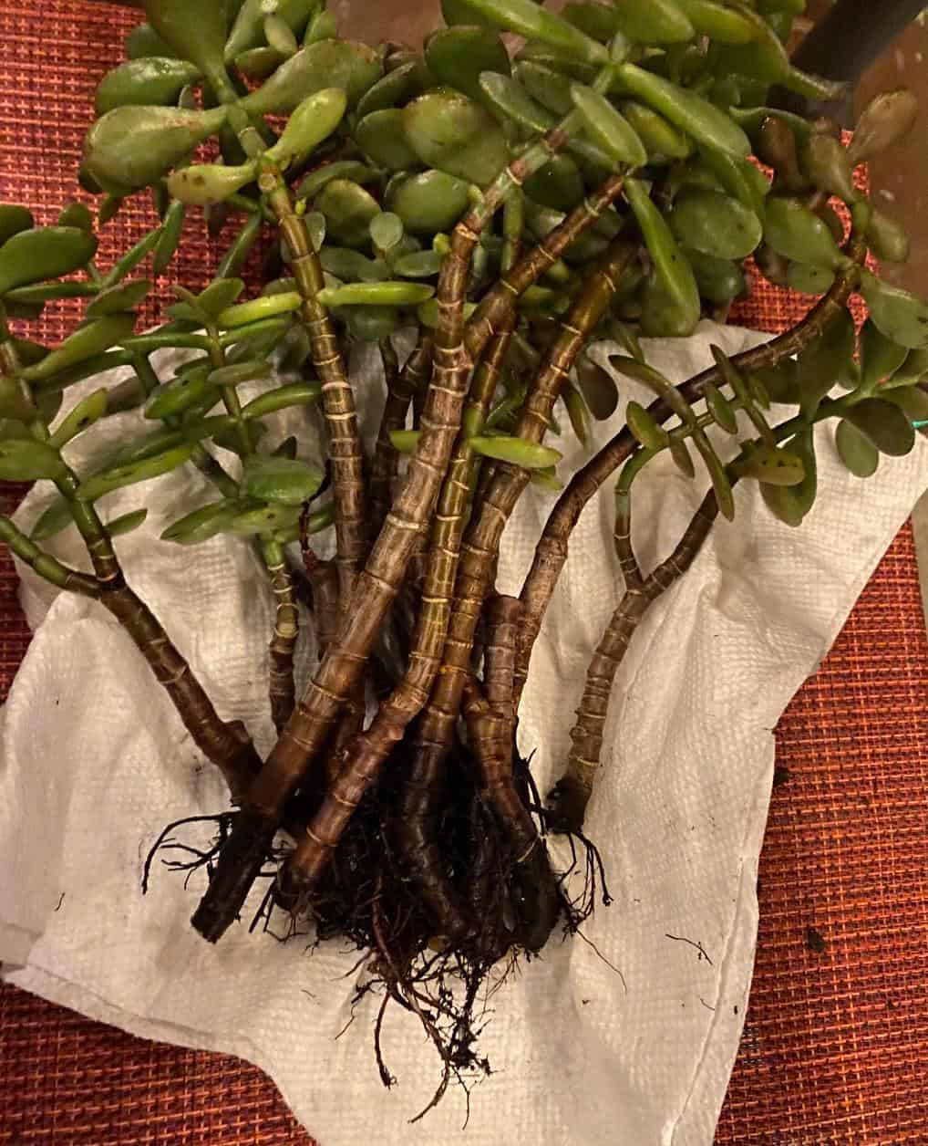 Jade Plant Root Rot