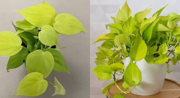 Lemon Lime philodendron vs. neon pothos