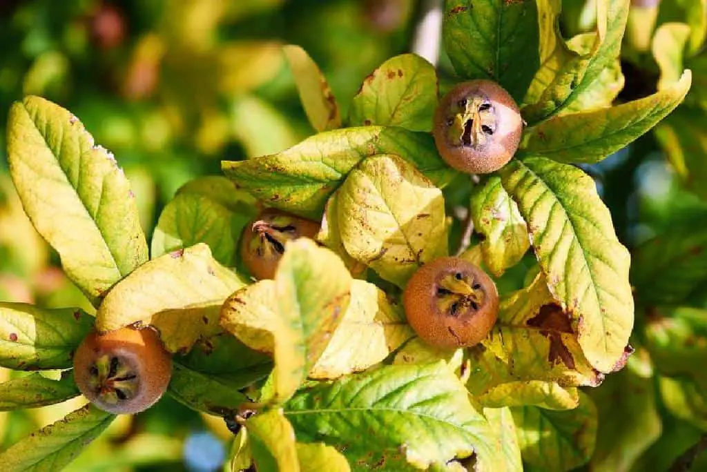 Medlar fruits look like large rose hips