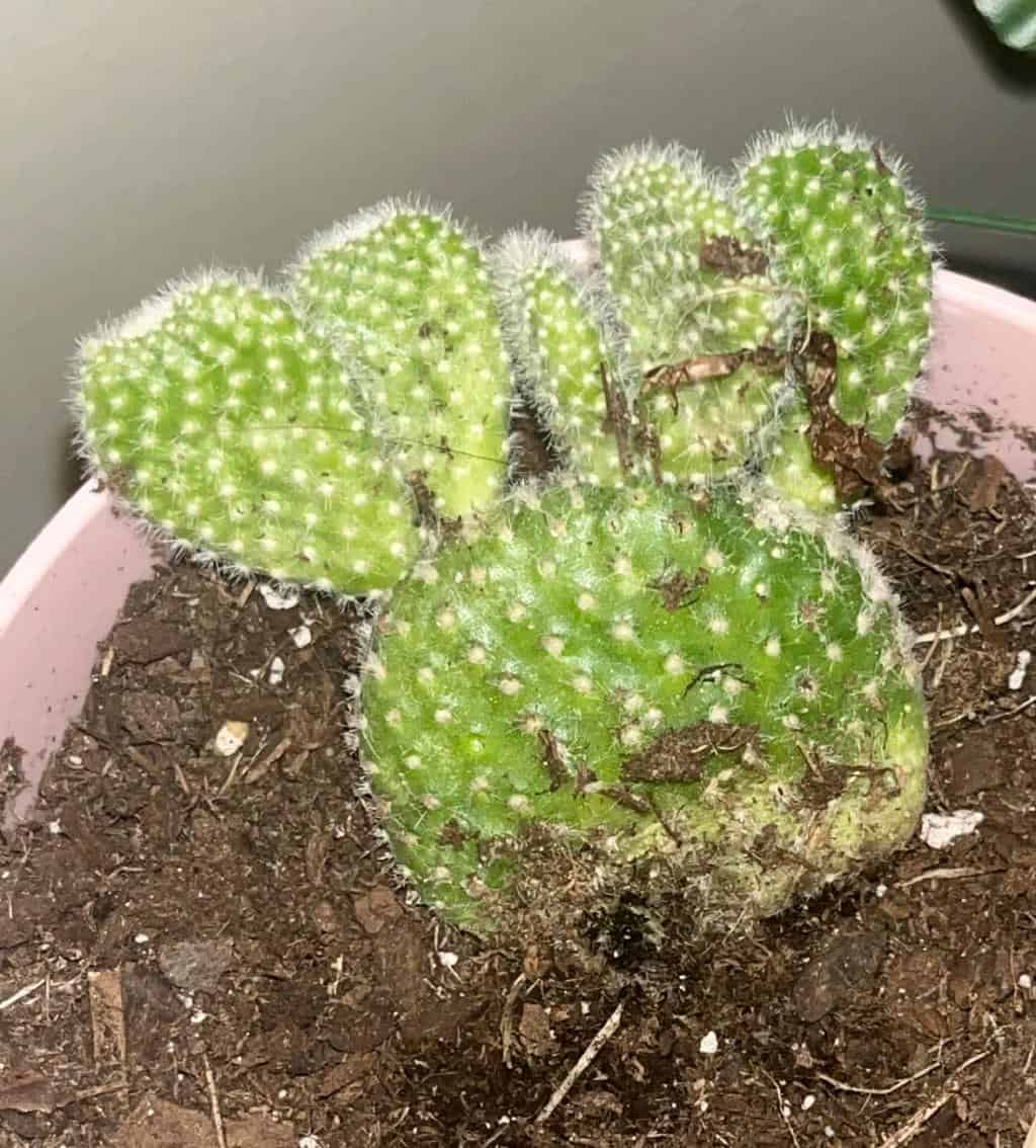 My cactus is getting squishy