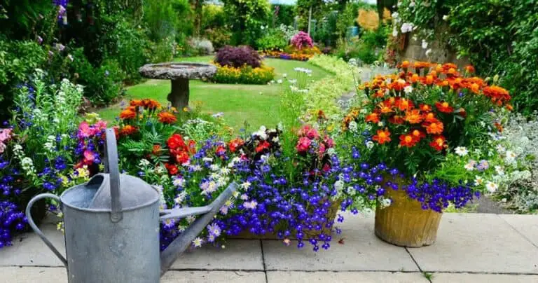 colorful planters container