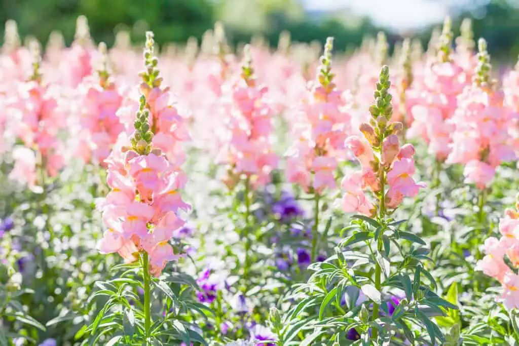 Propagating Snapdragons from Seed