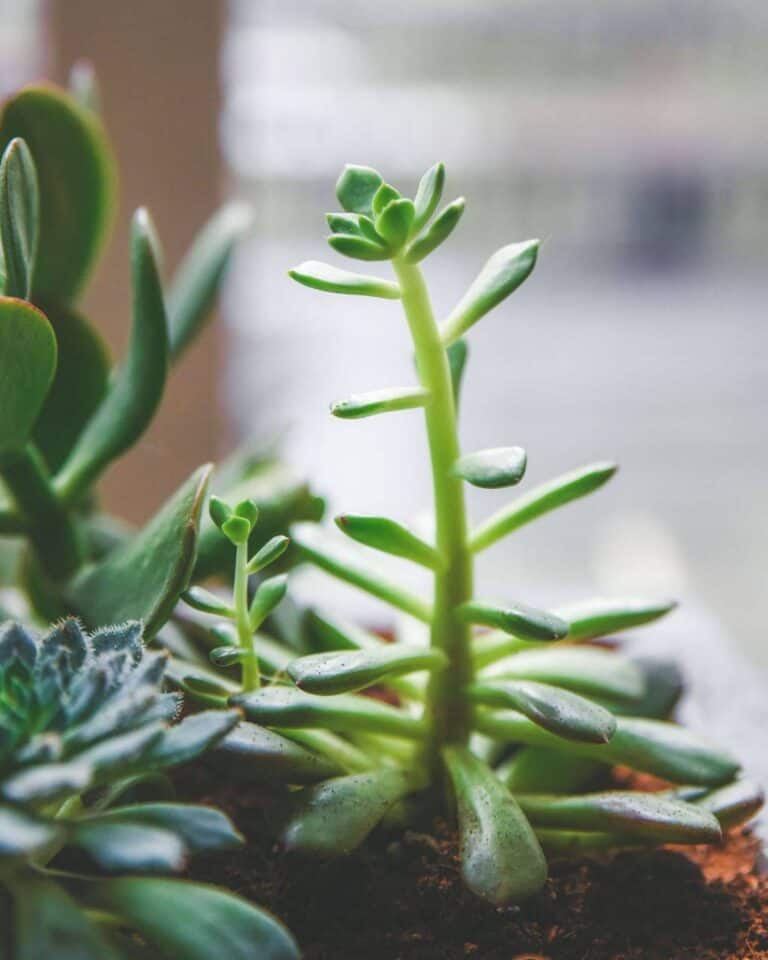 Succulent Etiolation