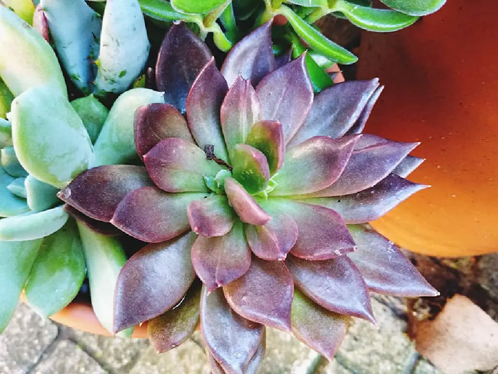 Why Is The Succulent Turning Purple