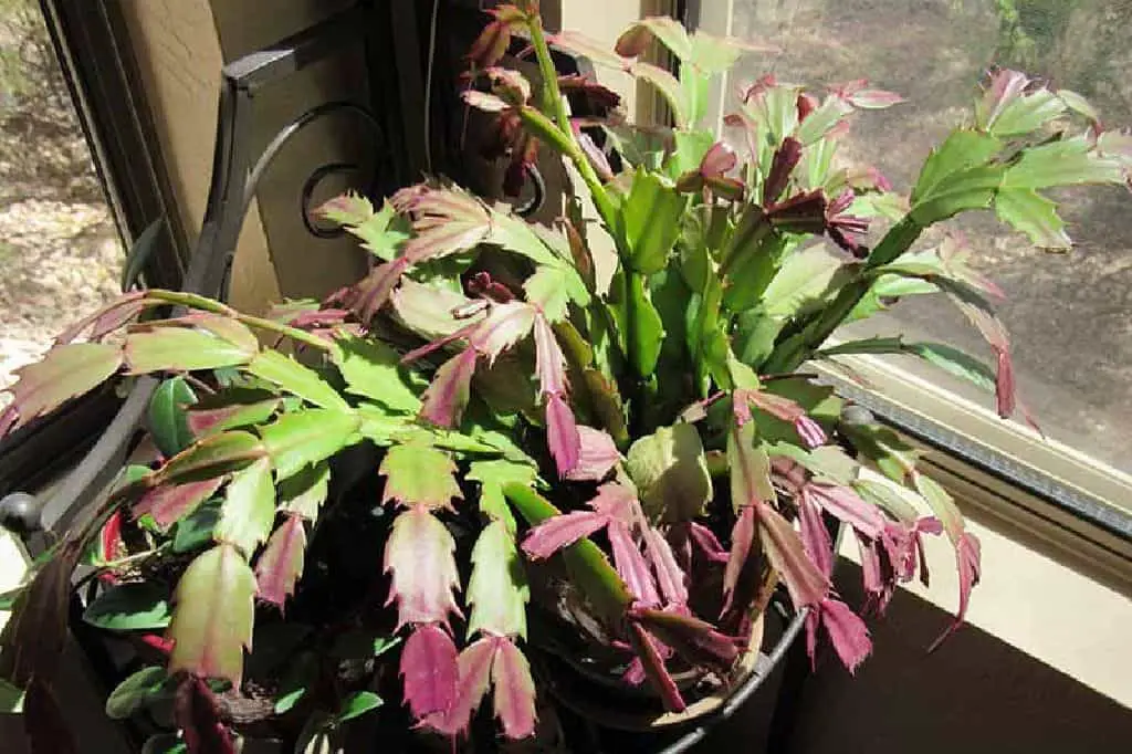 Why Is my Christmas Cactus Turning Purple Cover