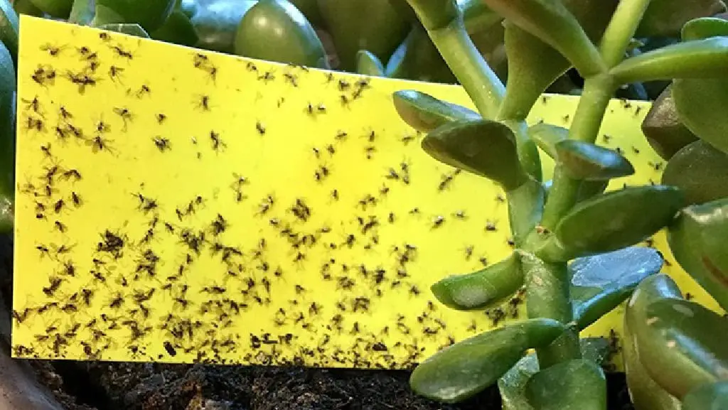 Yellow Strip Trap Fungus Gnats on Succulents