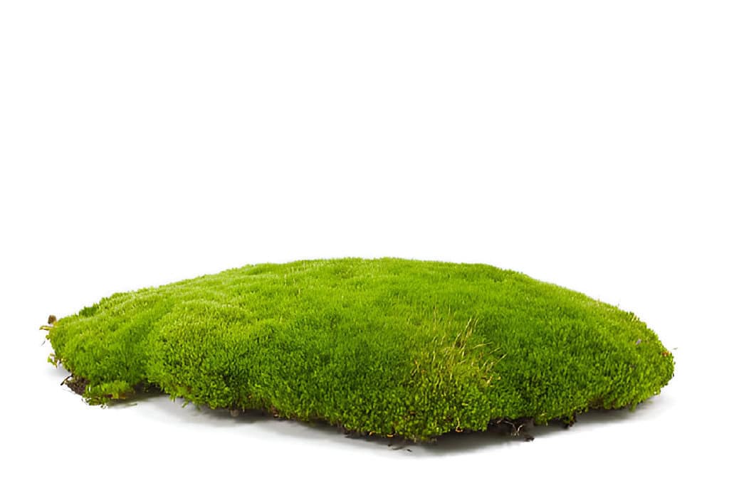 a patch of green moss