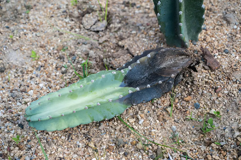 a rotting cereus jamacaru cactus