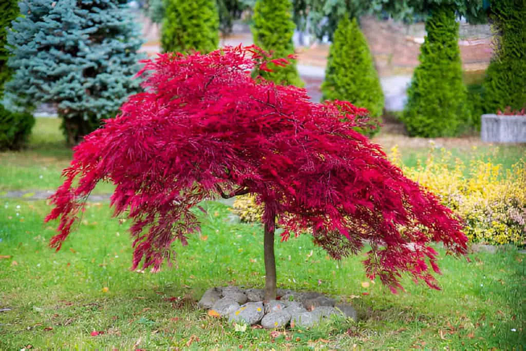 acer palmatum dissectum attropurpureum