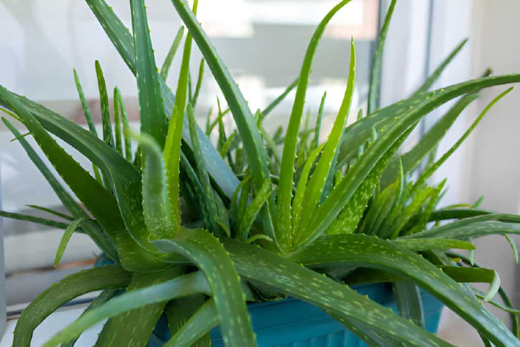 aloe vera plant