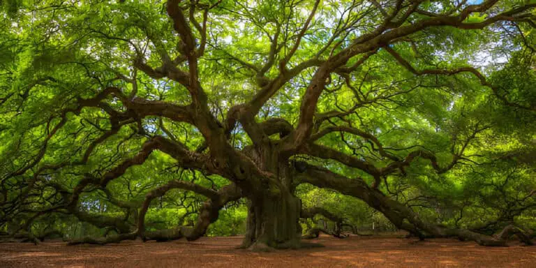 angel oak tree