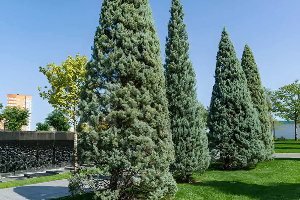 arizona cypress blue ice in city park krasnodar