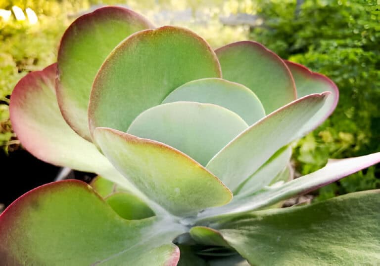 big leaf jade plant