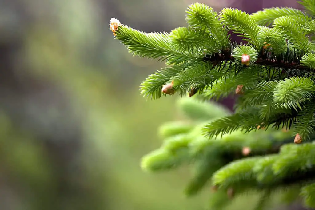 blooming fir tree