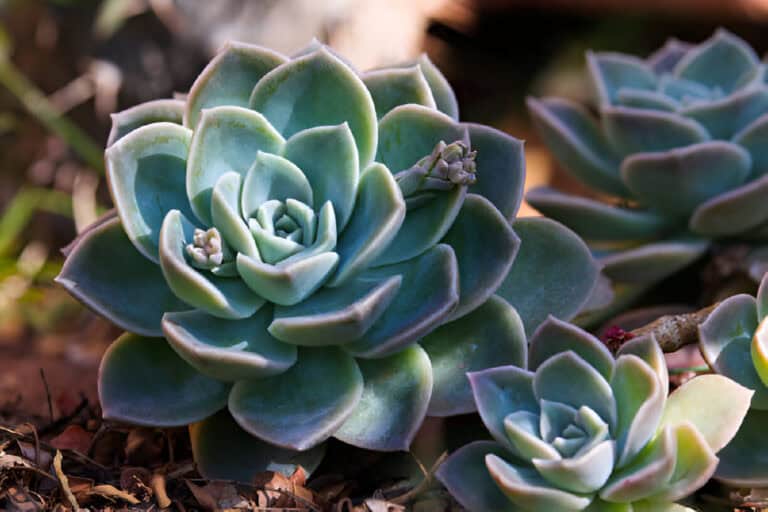 blue rock rose succulent plant