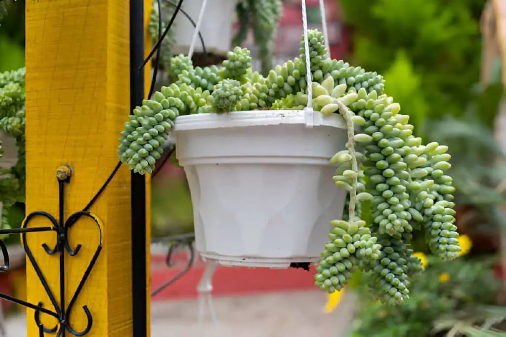 burros tail succulents