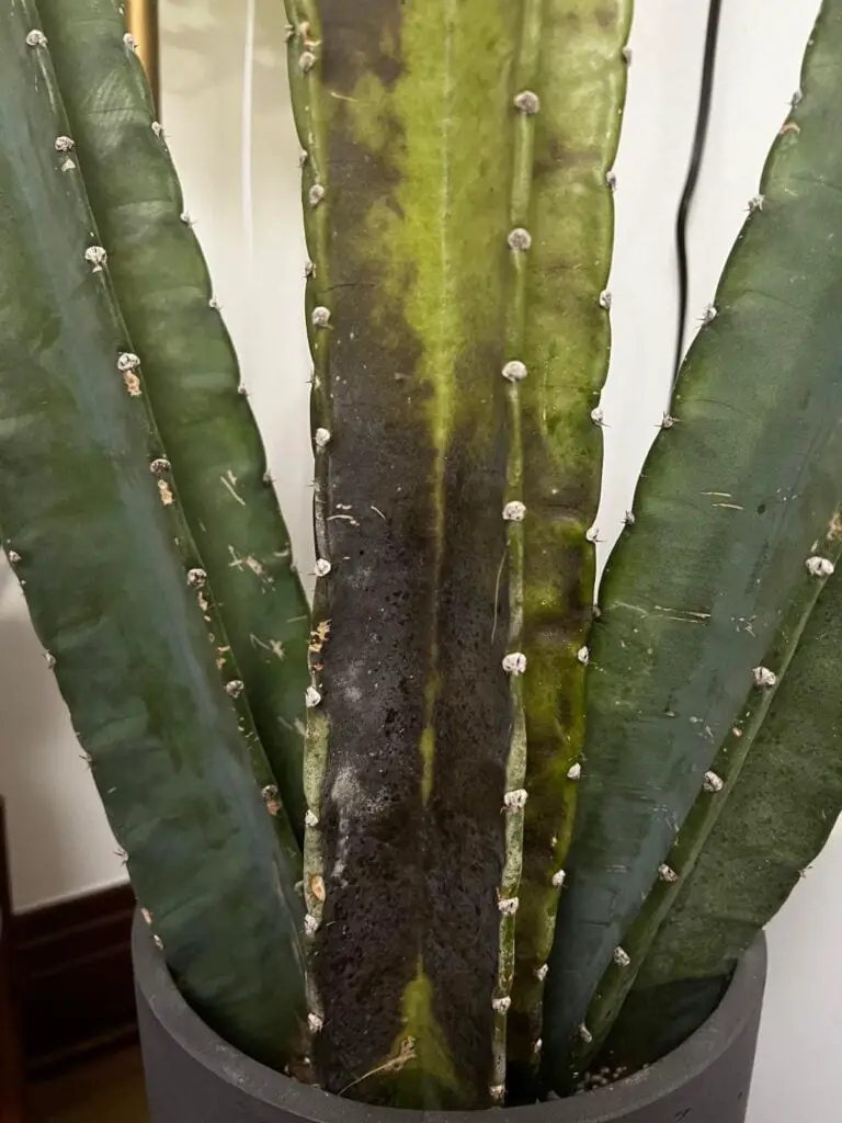 cactus turning black