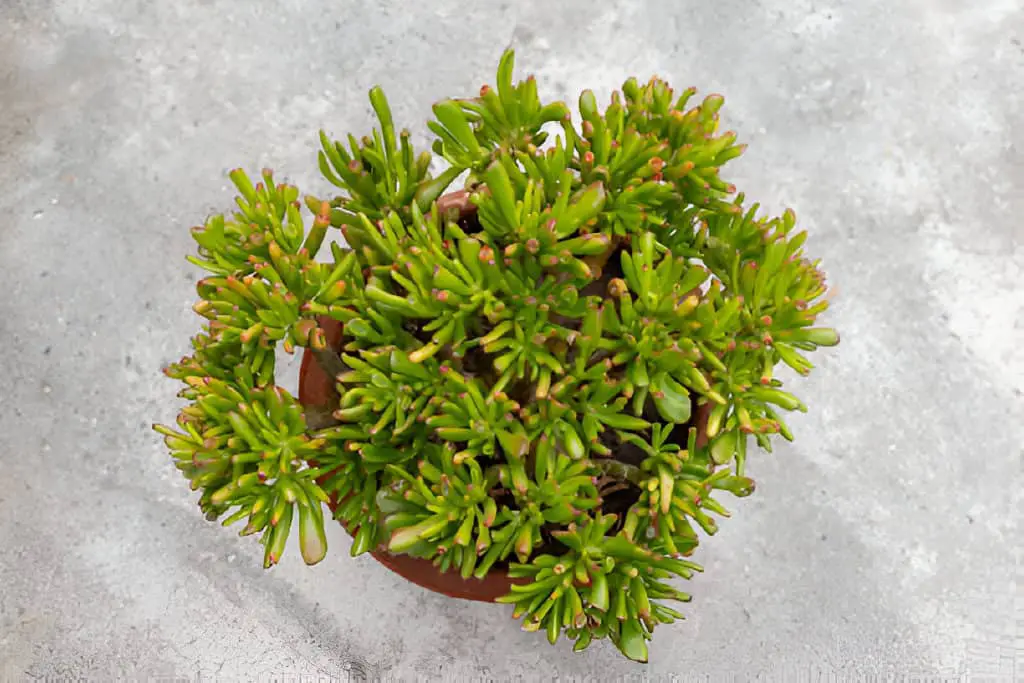 crassula ovata gollum succulent plant