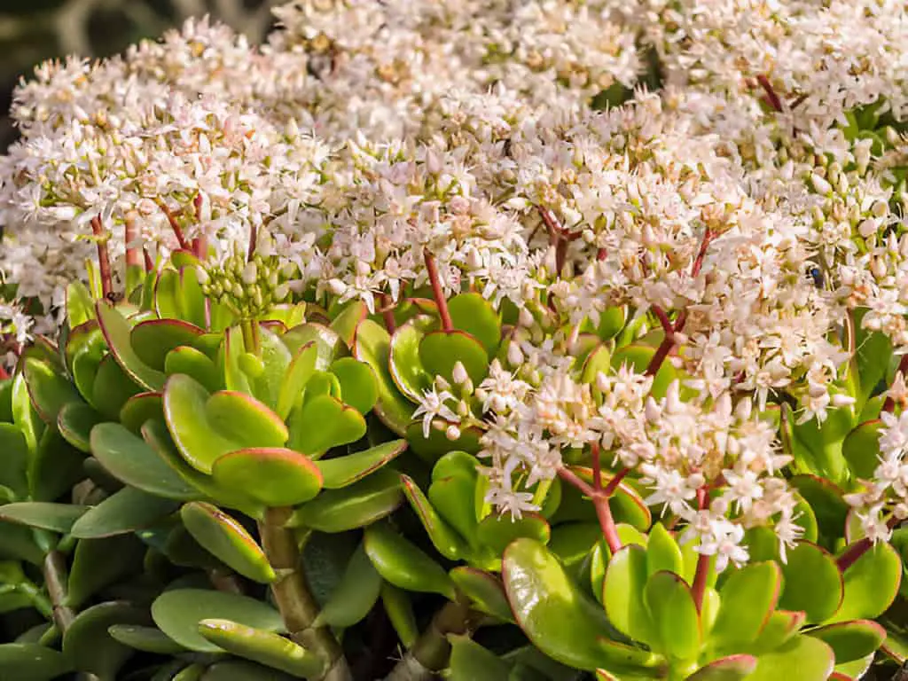 crassula portulacea minor bloom