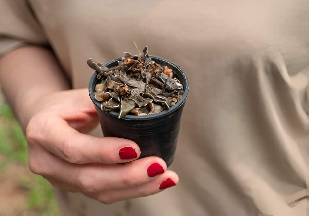 dead rotten succulent plant