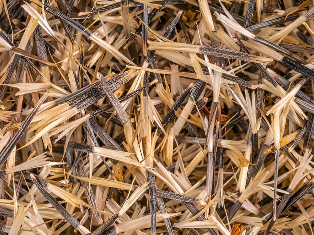 dry marigold seeds