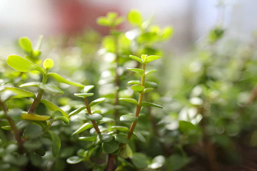 dwarf jade plant spekboom plant