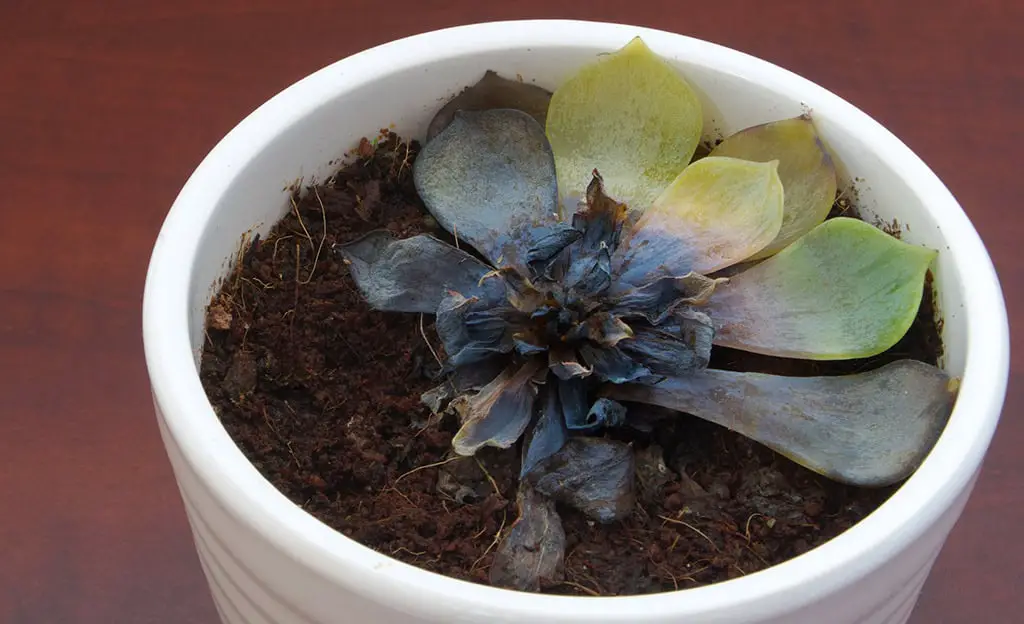 fix common problems with succulents turn black