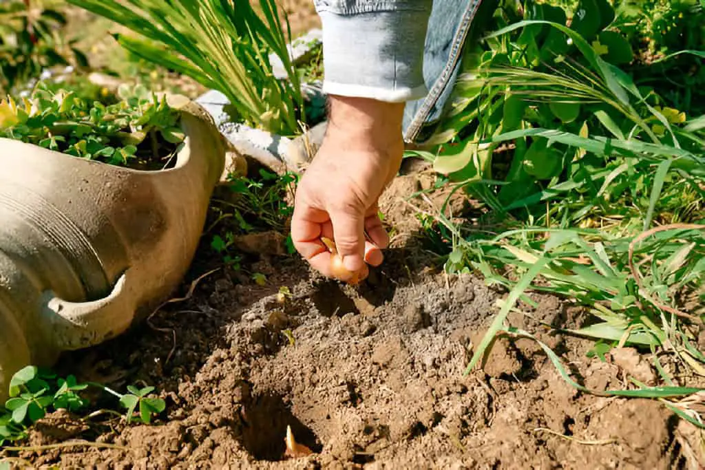 gardener planting flower bulbs in the soil in the garden autumn or spring