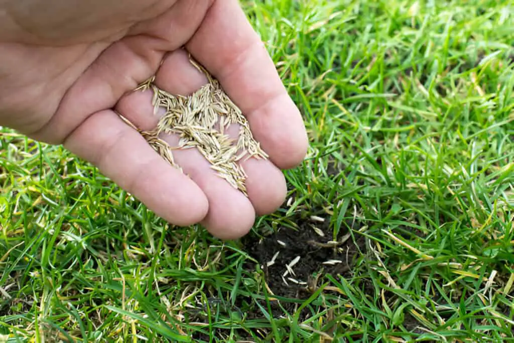 grass seeds