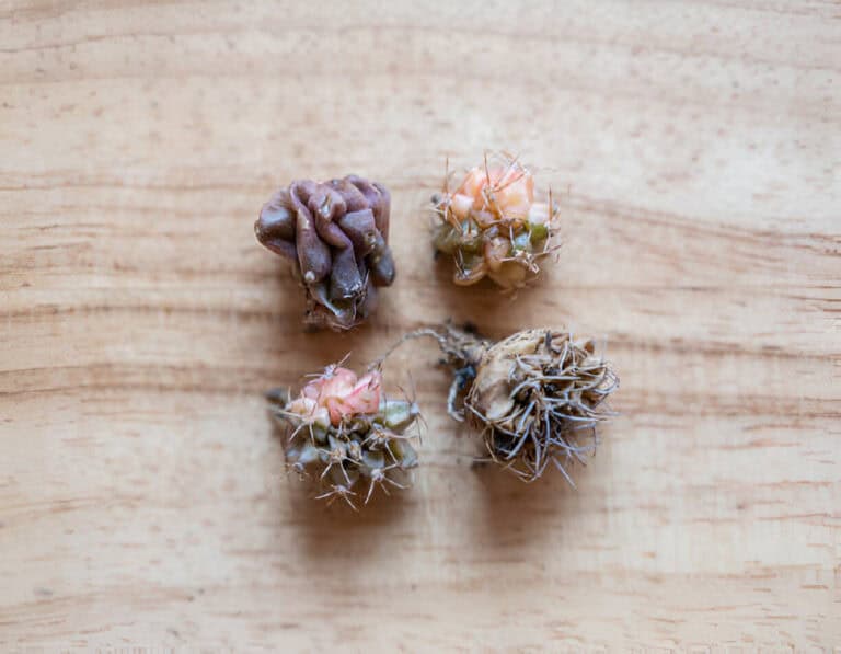 group of gymnocalycium cactus shrinking dying