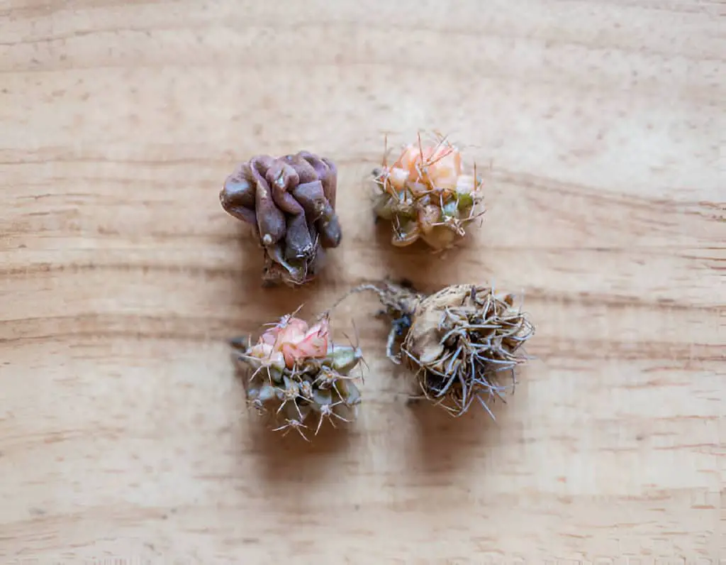 group of gymnocalycium cactus shrinking dying