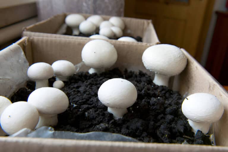 grow mashrooms in the ground growing mushrooms at home