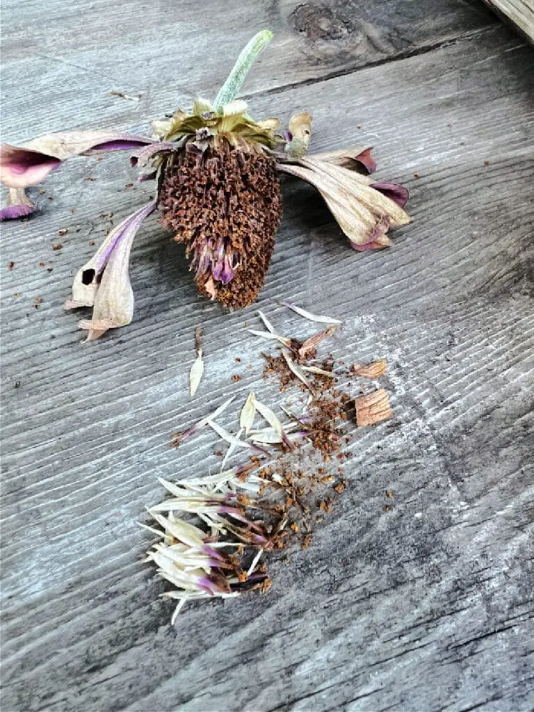 harvesting zinnias seeds