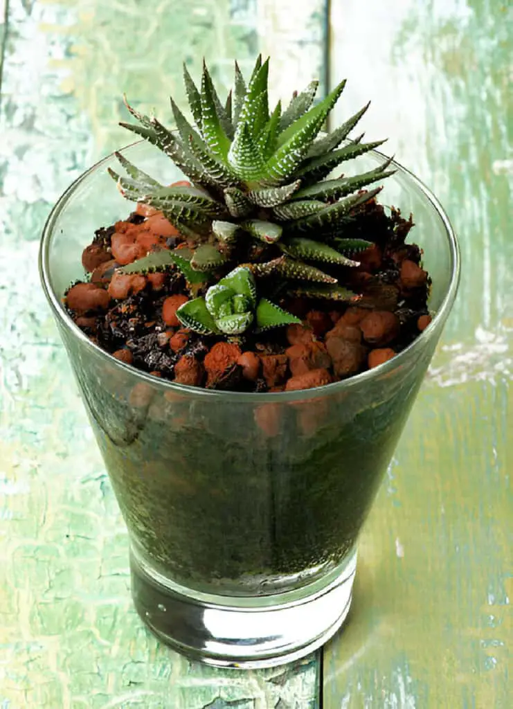 haworthia margaritifera succulent plant