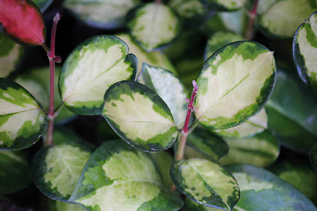 hoya obovata variegata plants