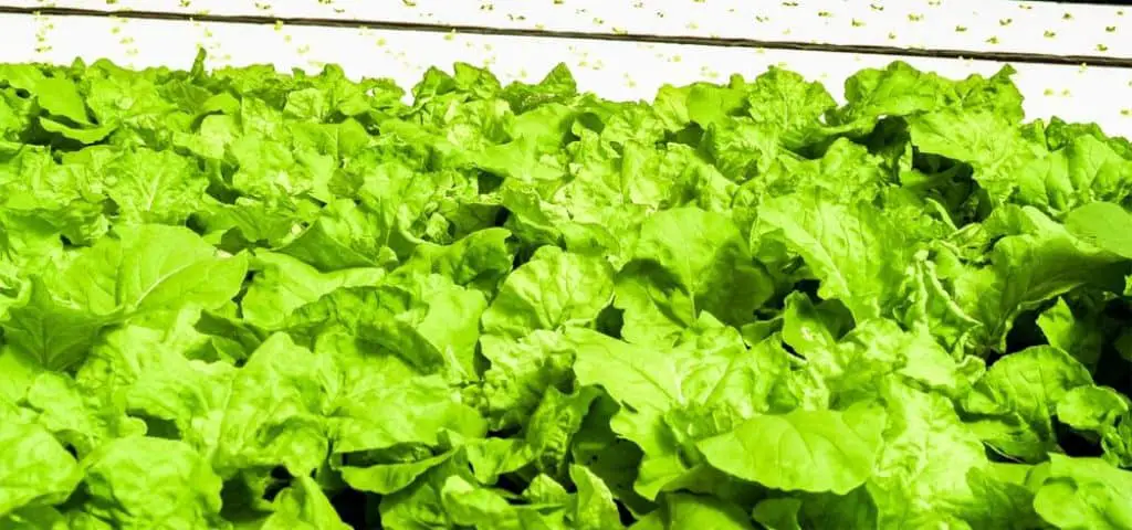 hydroponic lettuce green