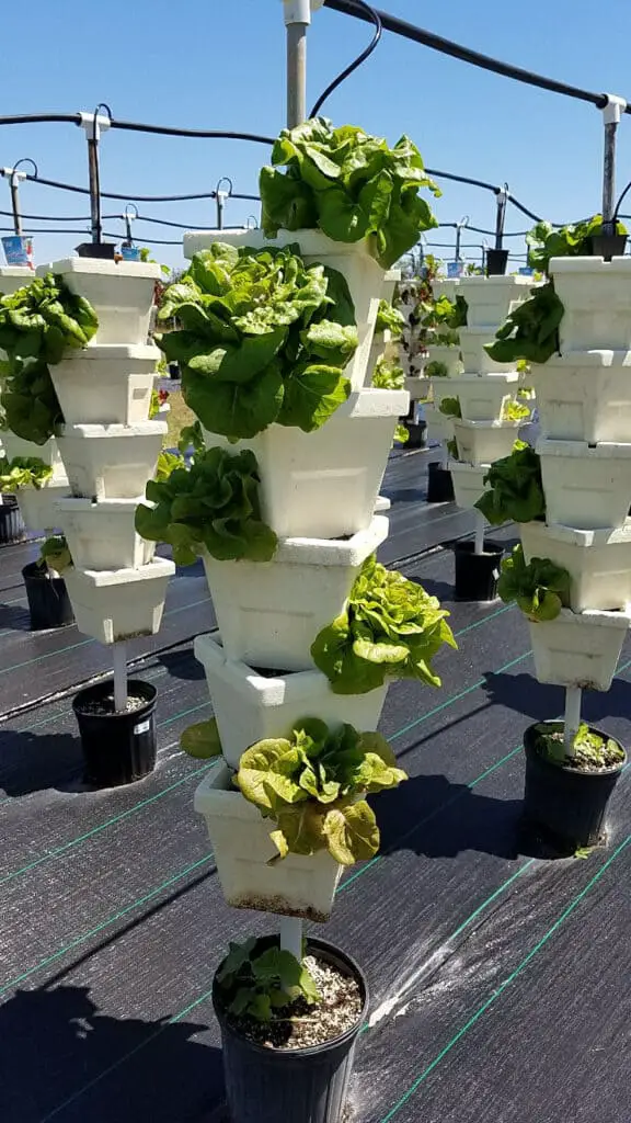 growing plant hydroponic tower