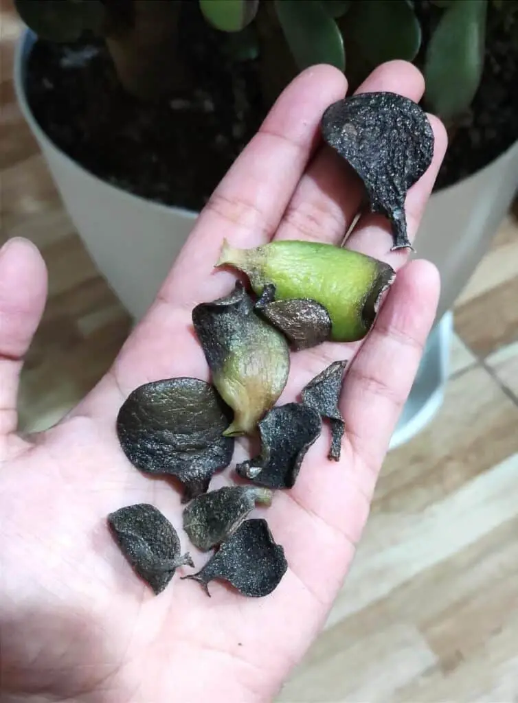 jade plant leaves turning black and shriveled fall off