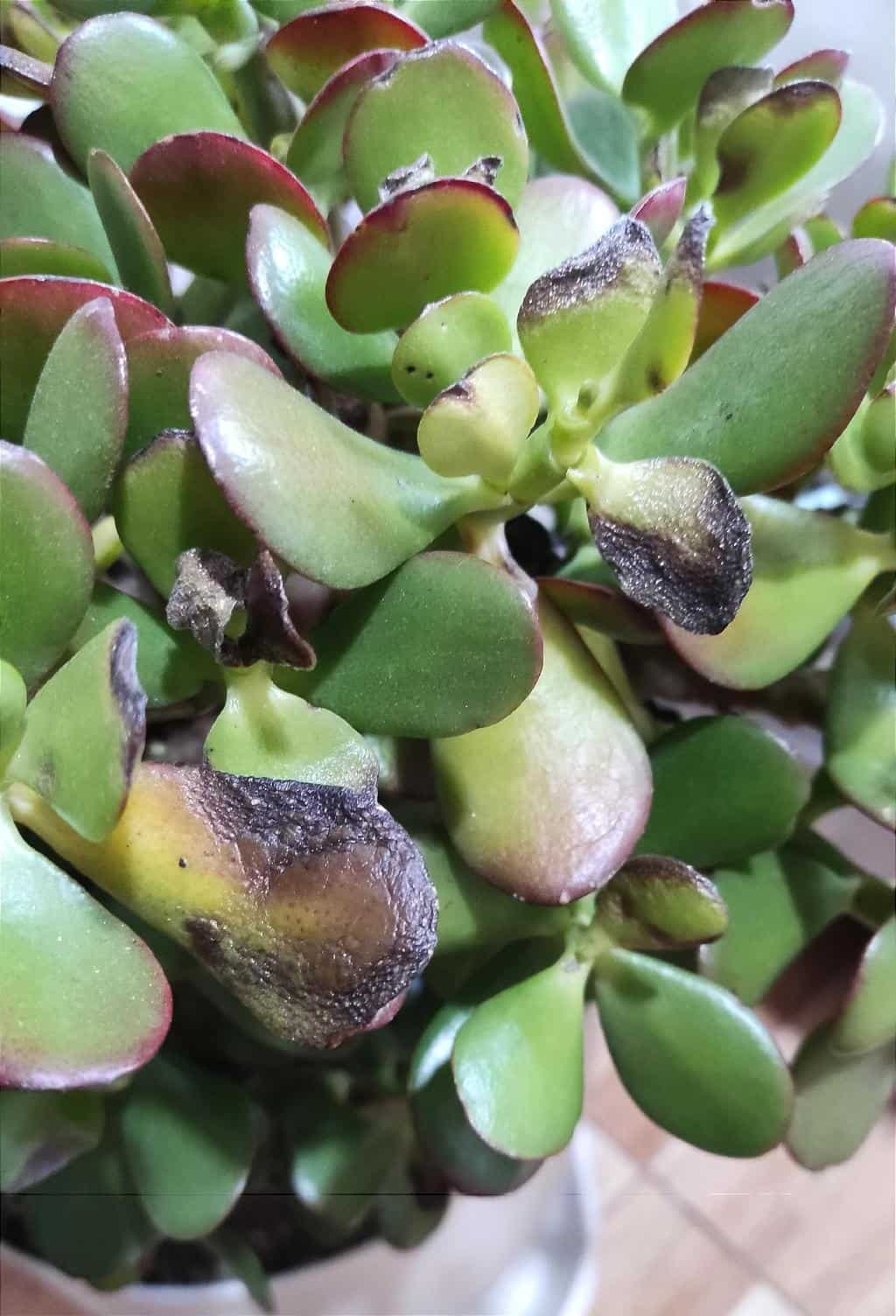 jade plant leaves turning black