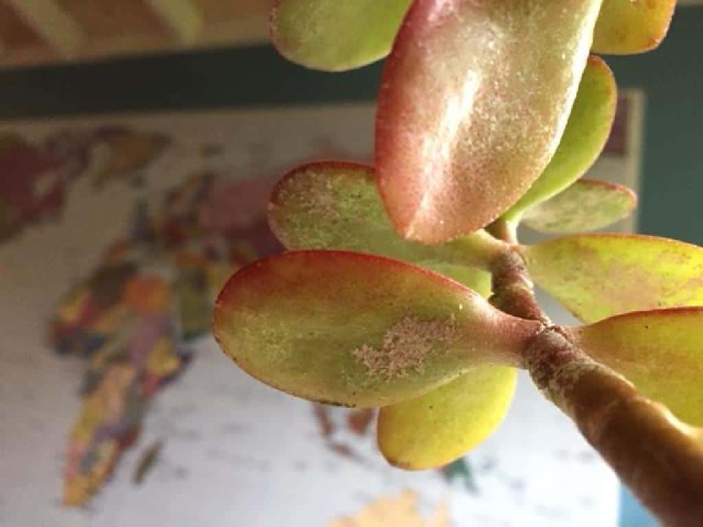 jade plant on pot yellow leaves