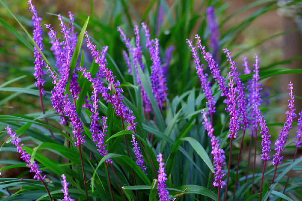 liriope muscari lilyturf monkey grass flower