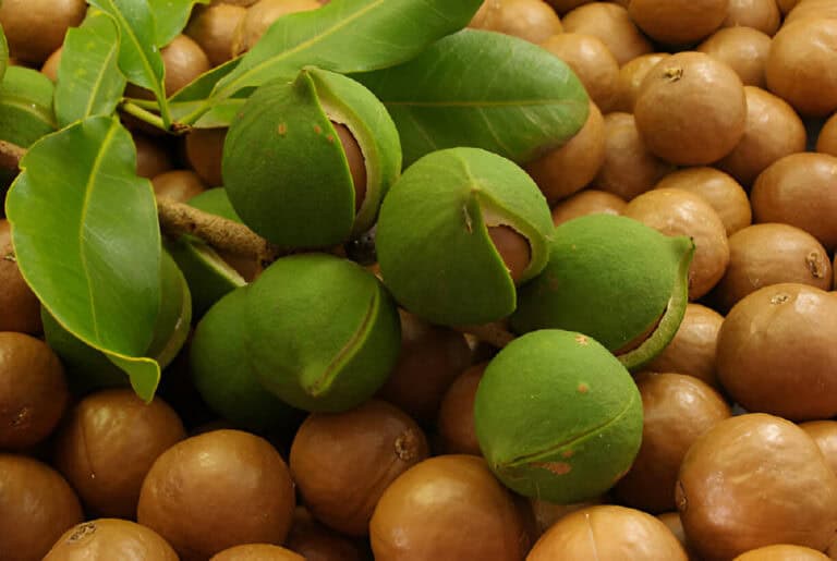 macadamias nuts with green shells