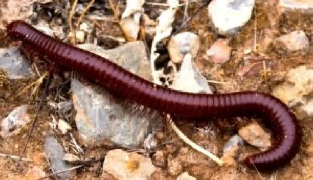 millipedes