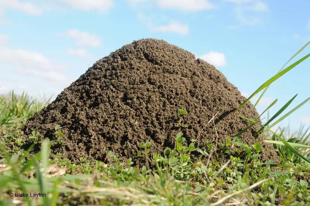 mound building ants